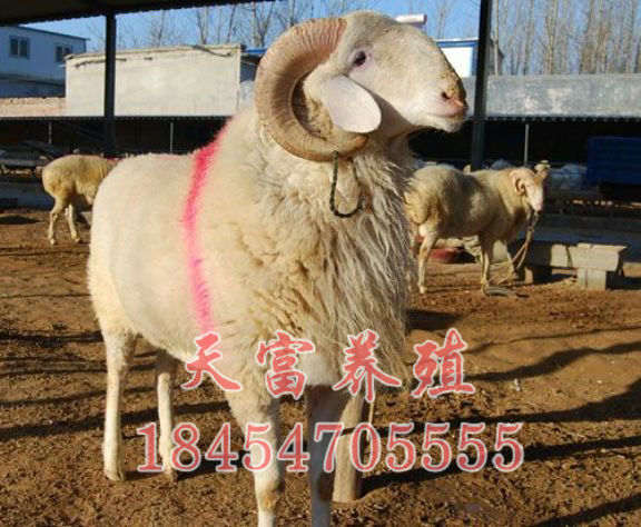 點擊查看詳細信息<br>标題：小(xiǎo)尾寒羊 閱讀次數：2956