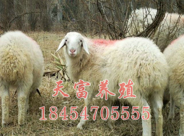 點擊查看詳細信息<br>标題：小(xiǎo)尾寒羊 閱讀次數：2996
